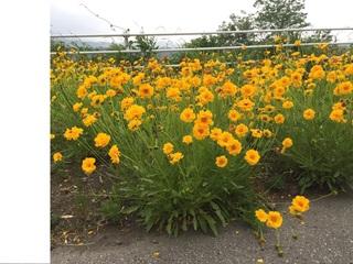 オオキンケンギク全体の写真