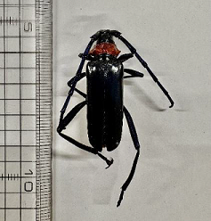 クビアカツヤカミキリ成虫