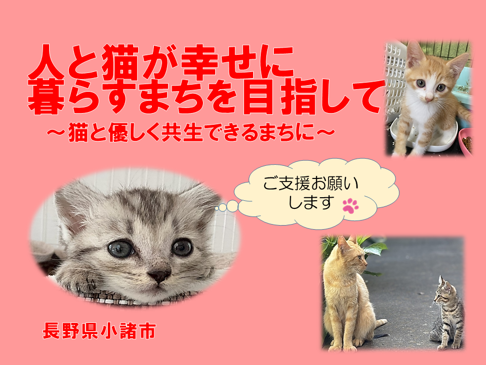 令和７年度飼い主のいない猫クラウドファンディングページ表紙写真