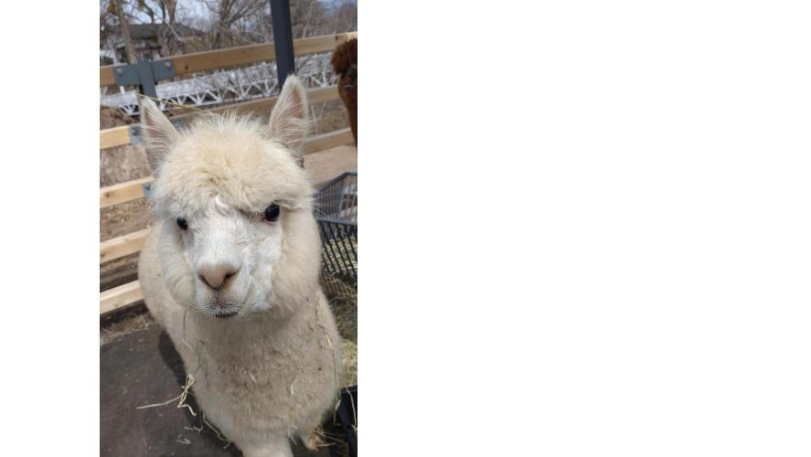 アルパカ