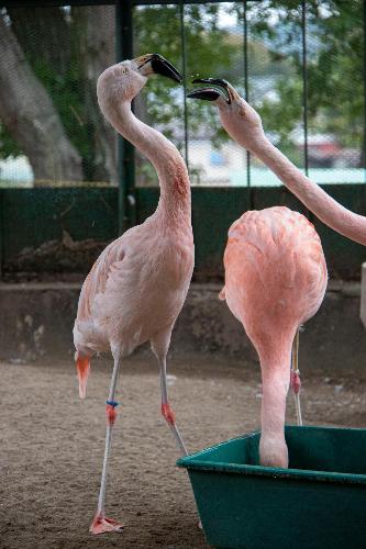 チリ―フラミンゴ