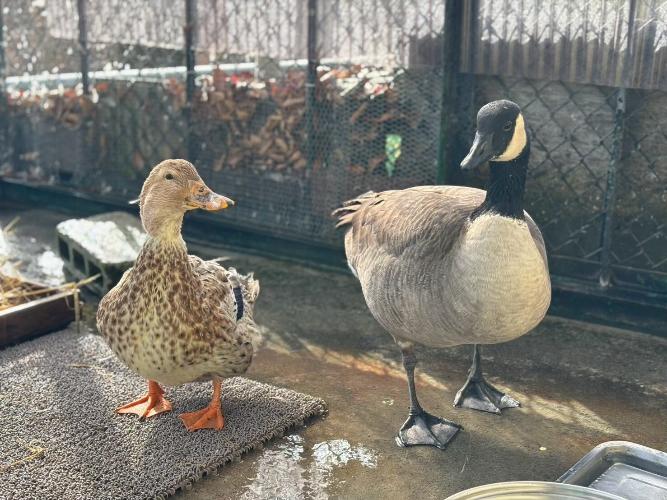 アイガモ カナダガン