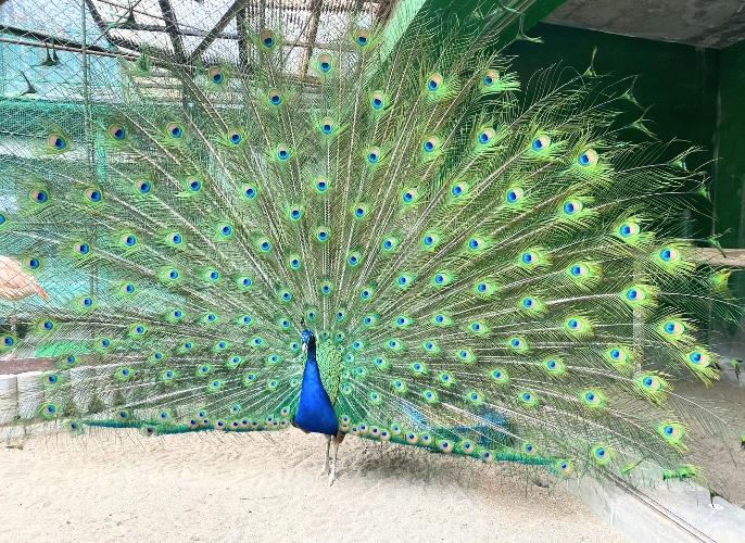 インドクジャク