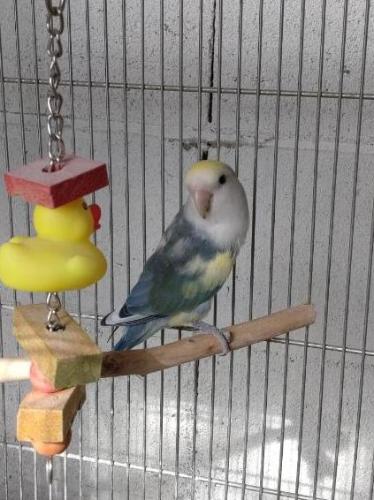 コザクラインコ