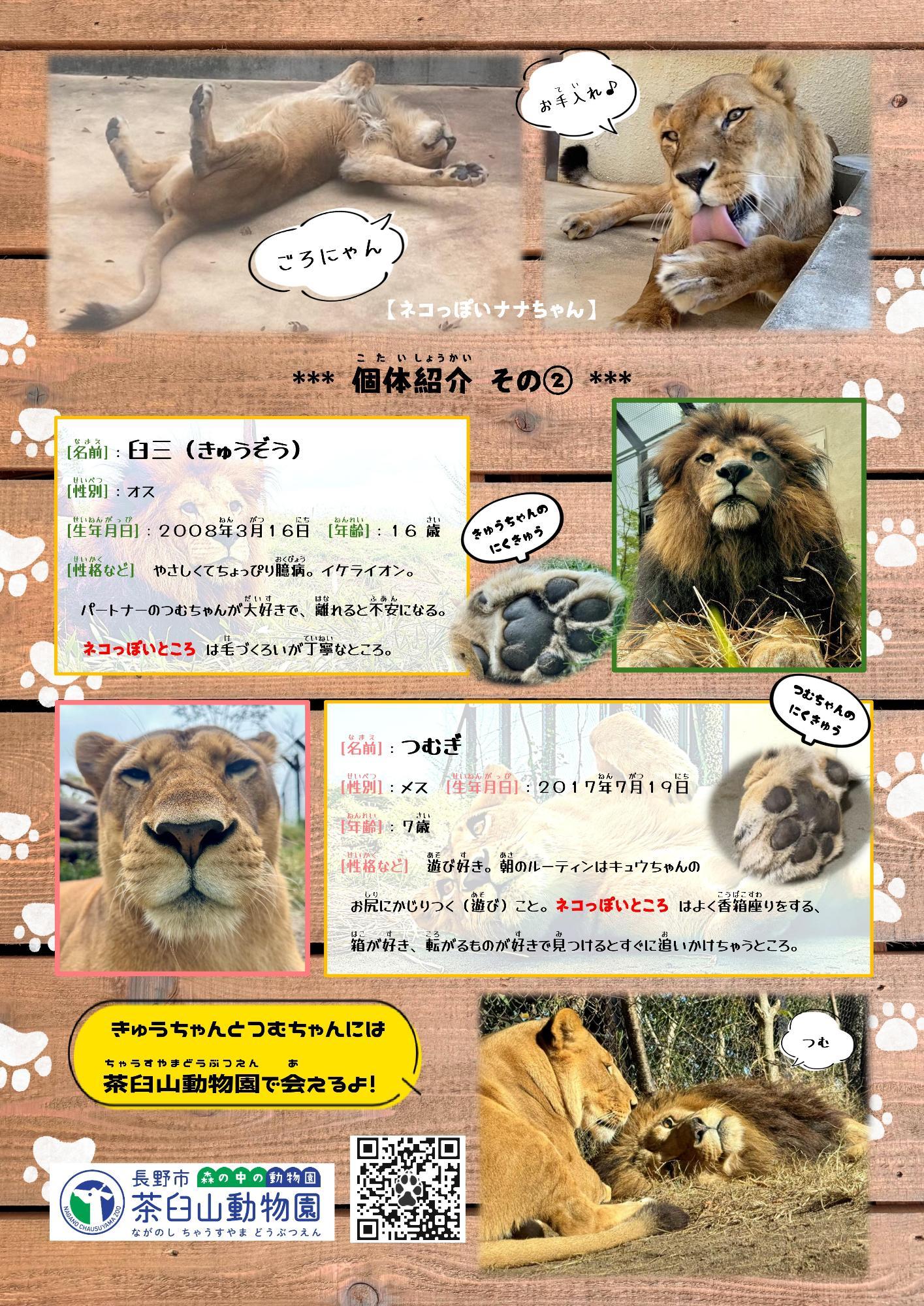ねこねこペーパー2