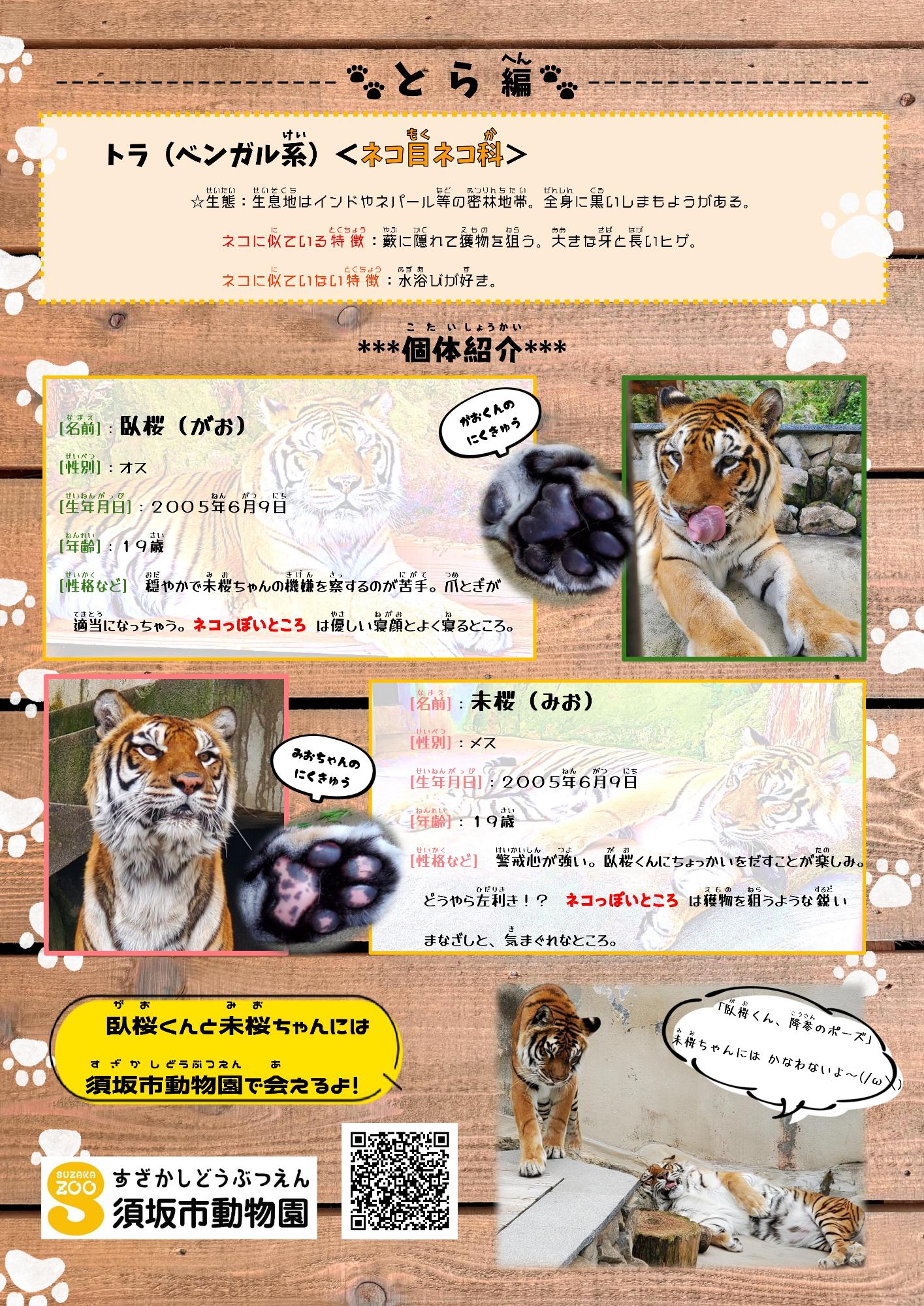 ねこねこペーパー3