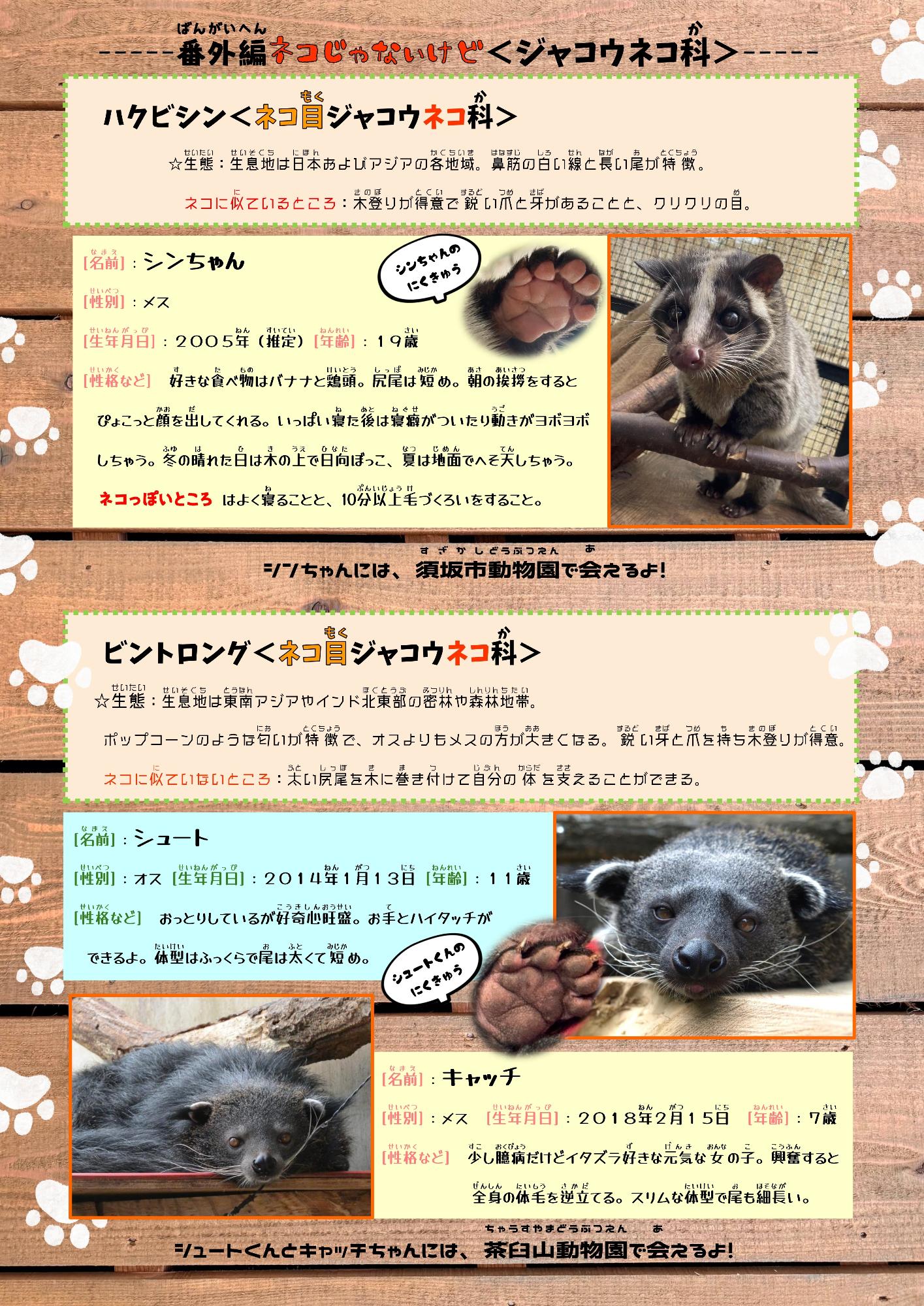 ねこねこペーパー4