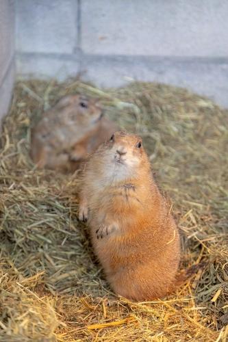 プレーリードッグ