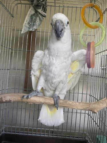 タイハクオウム