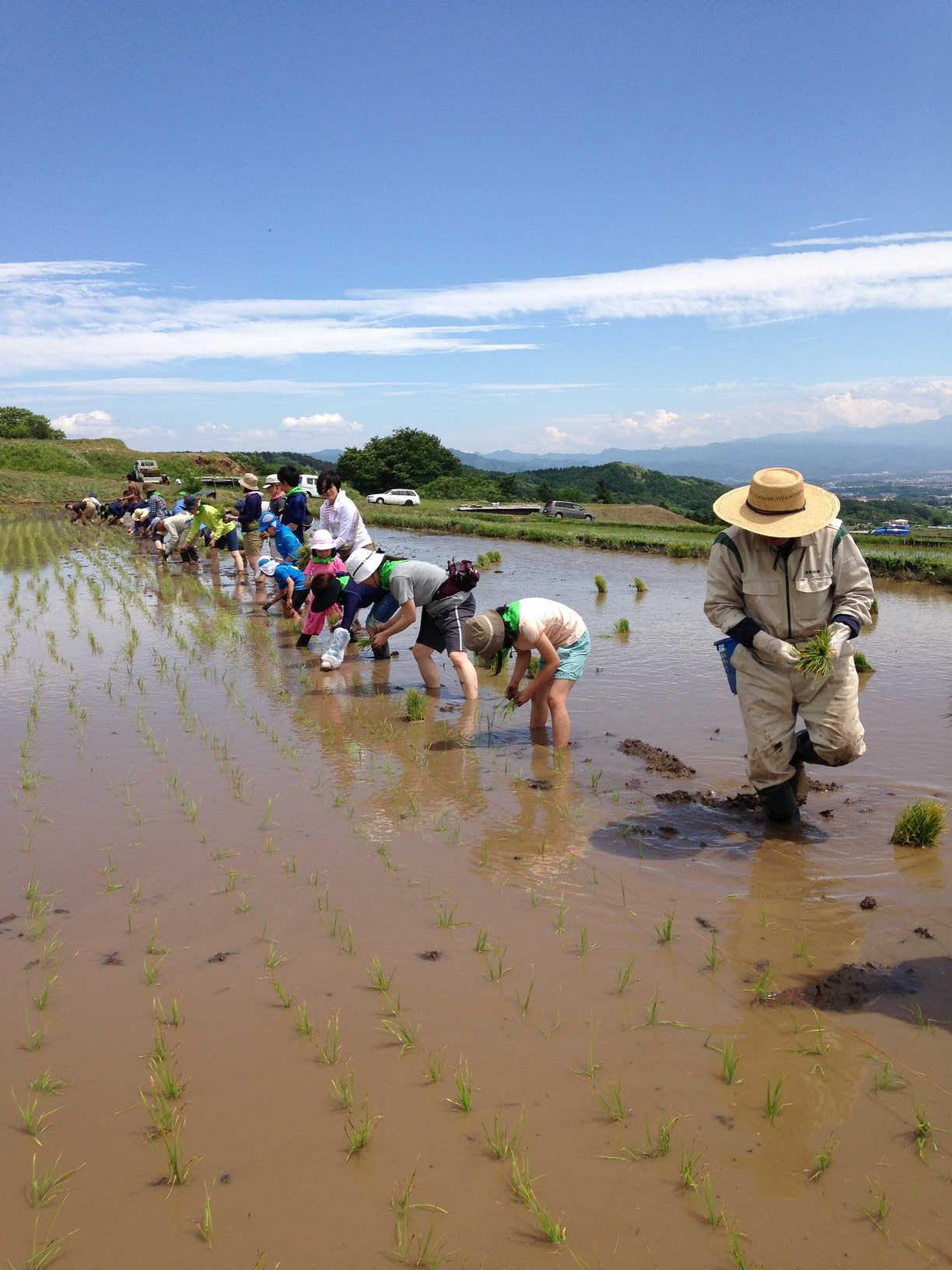 子供や大人が田植えをしている写真