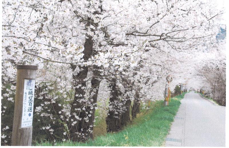押出しの桜並木（旧布引鉄道軌道跡）の写真