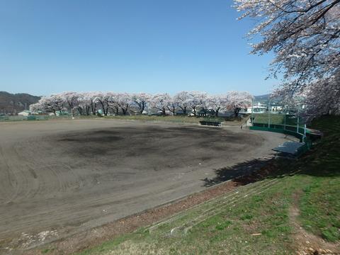 桜が広がる野球場全景写真