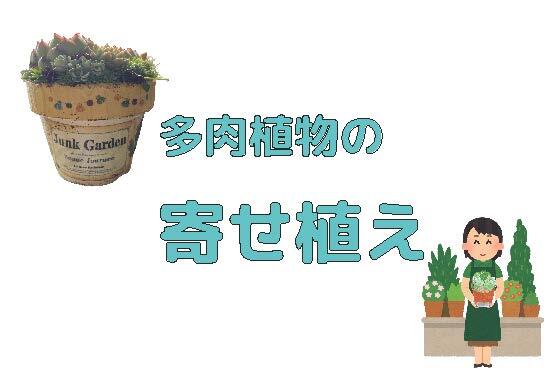 （イメージ）【文化センター講座2026】多肉植物の寄せ植え