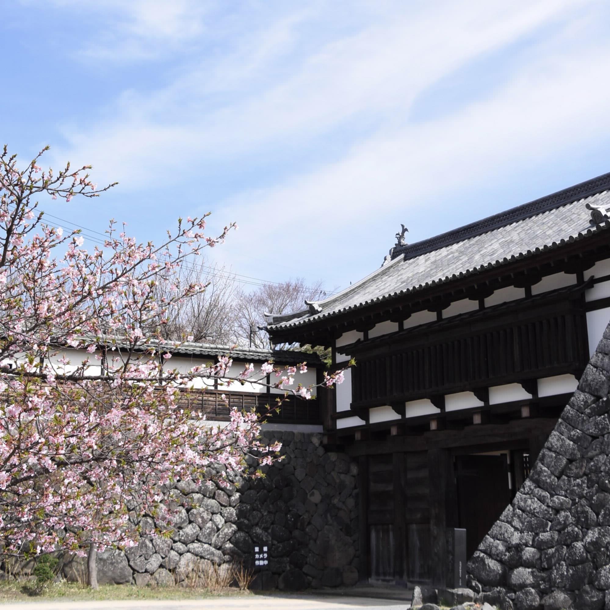 大手門 桜