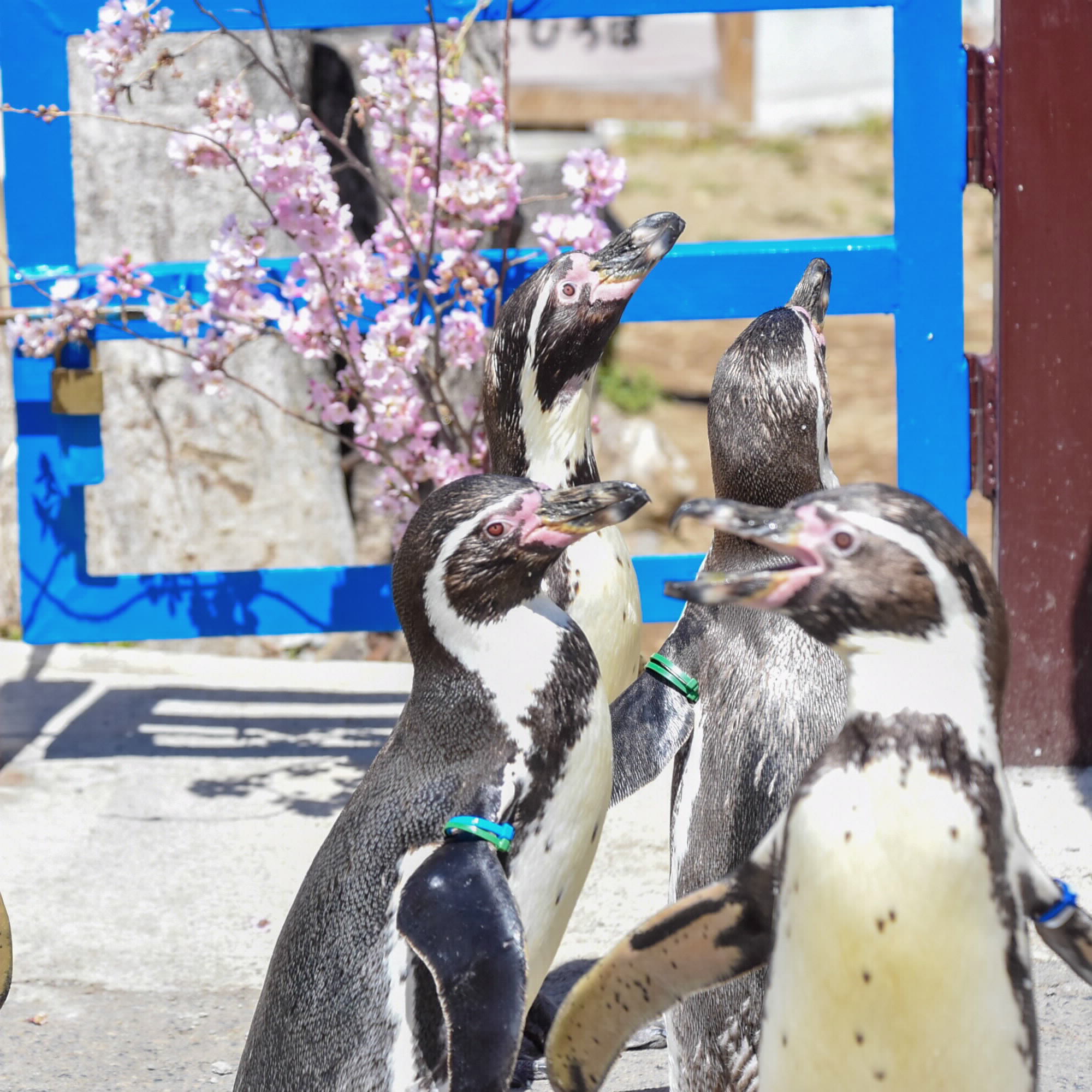 小諸市動物園 桜 ペンギン