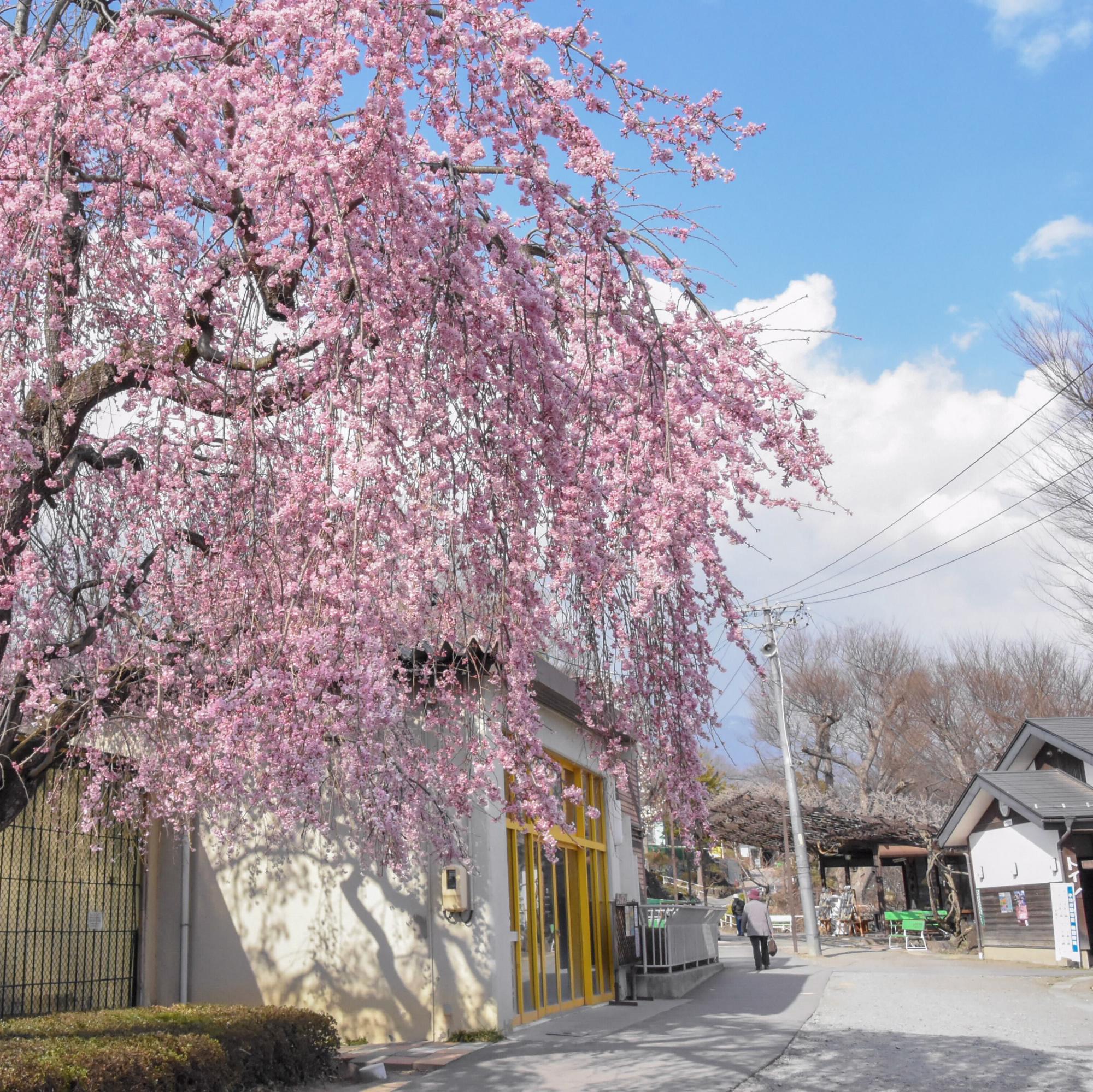 小諸市動物園 枝垂桜