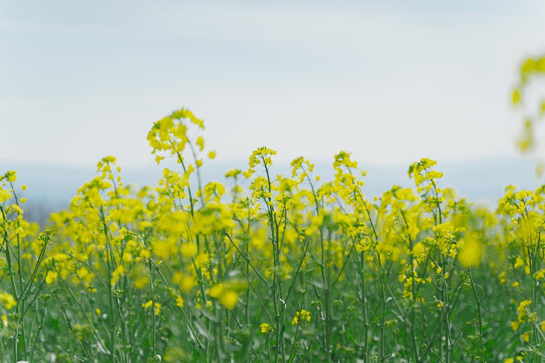 2025年5月ホームページトップ画像 菜の花