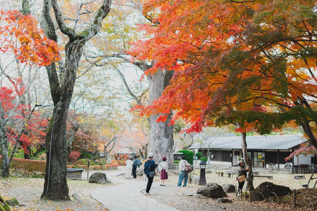 小諸市ホームページオフィシャル画像  紅葉