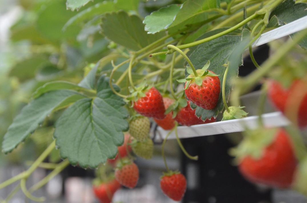 小諸市ホームページオフィシャル画像 いちご