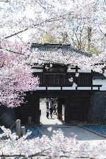 桜の懐古園（縦版）