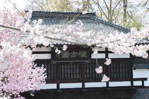 桜の懐古園（横版）