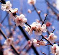 小諸市のシンボル梅の花が咲いている写真